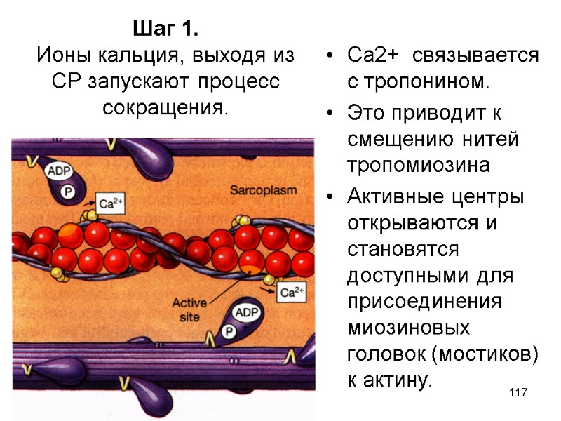 117 Шаг 1. Ионы кальция, выходя из СР запускают процесс сокращения.  Са2+ 